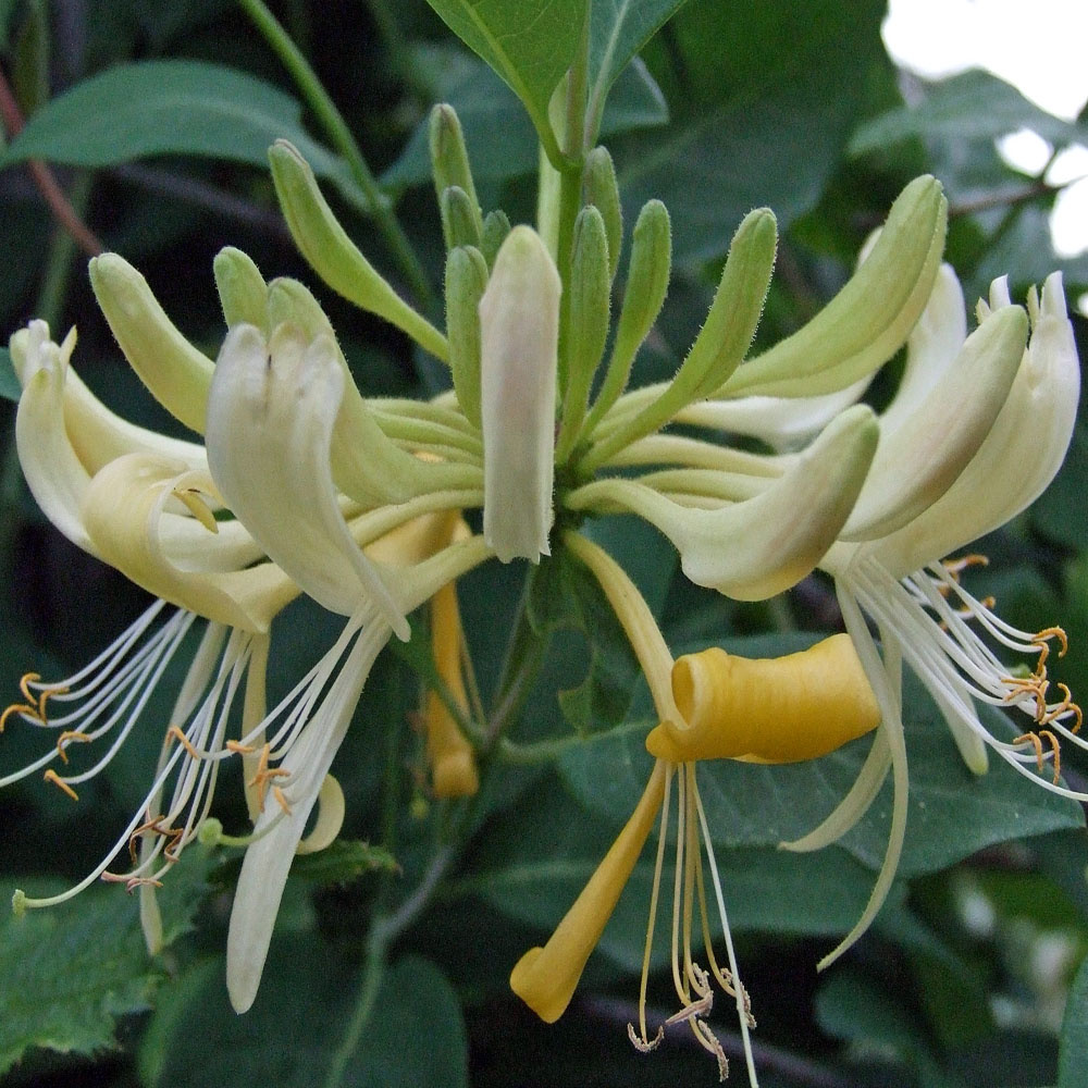 Shop Lonicera periclymenum Online - Plant New Day