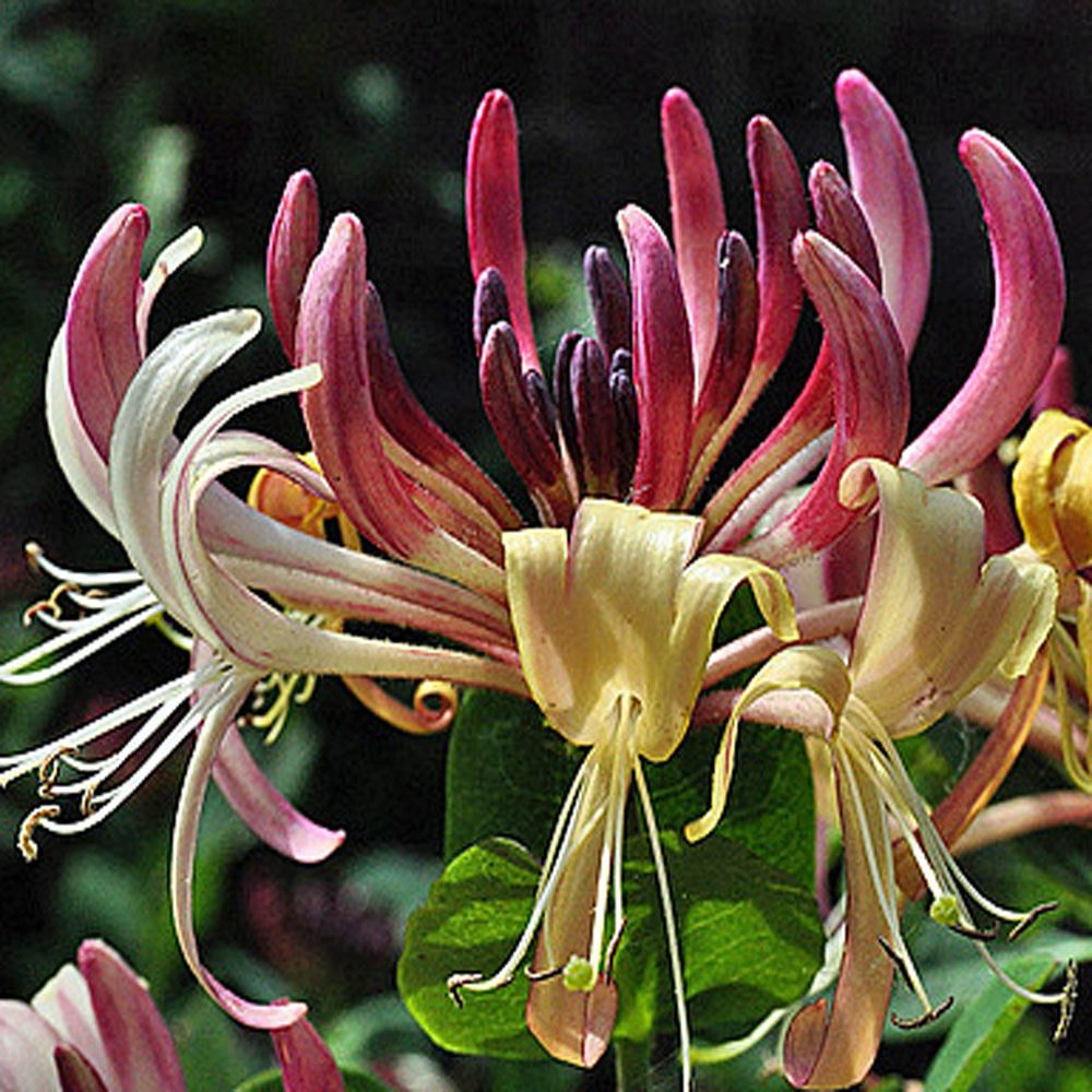 Shop Lonicera periclymenum Belgica Online - Plant New Day