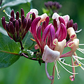 Lonicera periclymenum ´Serotina´