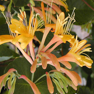 Lonicera tellmanniana