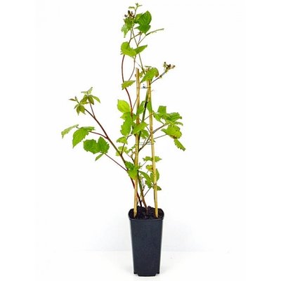 Bramen Rubus fruticosus ´Black Satin´