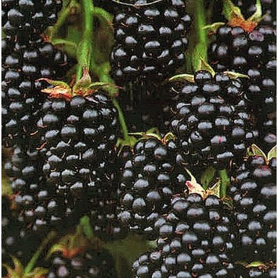 Brombeeren Rubus fruticosus ´Black Satin´