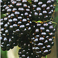 Brombeeren Rubus fruticosus ´Black Satin´