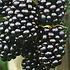 Brombeeren Rubus fruticosus ´Black Satin´