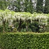 Wisteria floribunda ´Alba´, weiß