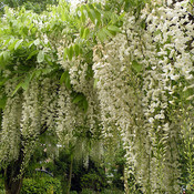 Wisteria floribunda ´Alba´, wit