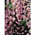 Wisteria floribunda ´Rosea´, roze