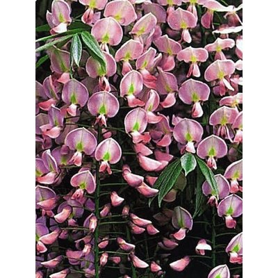 Wisteria floribunda ´Rosea´, roze