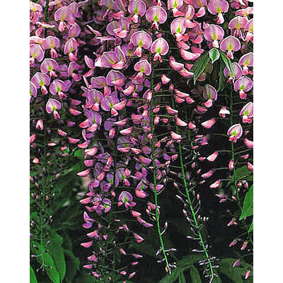 Wisteria floribunda ´Rosea´, roze