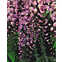 Wisteria floribunda ´Rosea´, roze