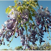 Wisteria floribunda ´Domino´, blau