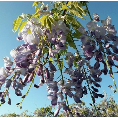 Wisteria floribunda ´Domino´, blau