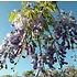 Wisteria floribunda ´Domino´, blauw