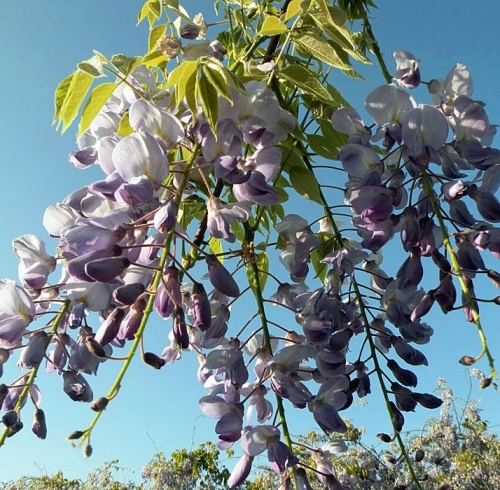Shop Wisteria floribunda Domino, blau Online - Plant New Day
