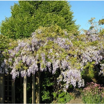 Wisteria floribunda ´Domino´, blau