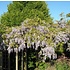 Wisteria floribunda ´Domino´, blauw