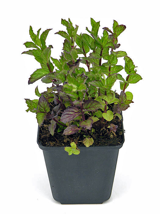 sativa saatgut katalog BIO Saatgut Stängelkohl Cima di Rapa – Biogartenladen
