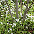 Galium odoratum