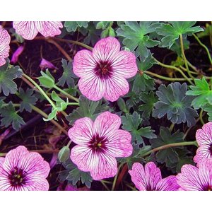 Geranium cinereum 'Ballerina'