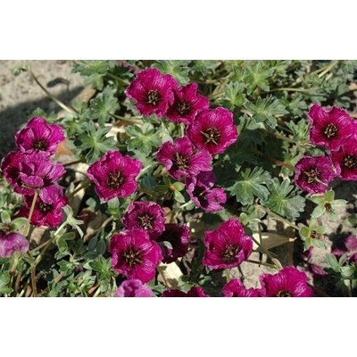 Geranium cinereum 'Purple Pillow' (R)