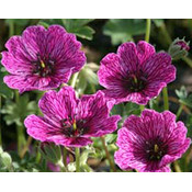 Geranium cinereum 'Purple Pillow' (R)