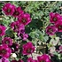 Geranium cinereum 'Purple Pillow' (R)