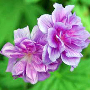 Geranium himalayense 'Plenum'