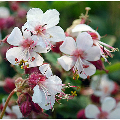 Geranium macrorrhizum 'Spessart'