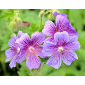 Geranium magnificum