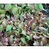 Epimedium rubrum