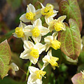 Epimedium versicolor 'Sulphureum'