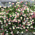 Erigeron karvinskianus