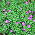 Geranium sanguineum 'Max Frei'