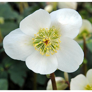 Helleborus niger