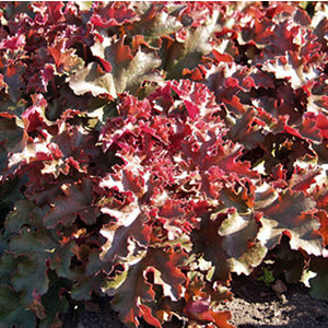 Heuchera 'Chocolate Ruffles'