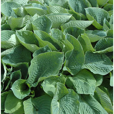 Hosta sieboldiana 'Elegans'