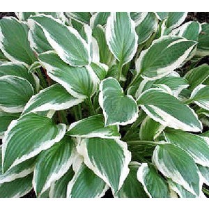 Hosta 'Francee'