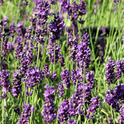 Lavendel, purperblauw