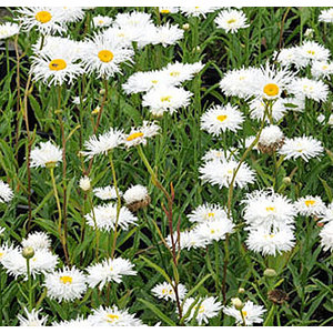 Leucanthemum 'Aglaia'