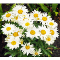 Leucanthemum 'Broadway Lights' (R)