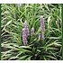 Liriope muscari