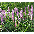 Liriope muscari