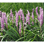 Liriope muscari