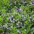 Lithodora diffusa 'Heavenly Blue'