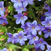 Lithodora diffusa 'Heavenly Blue'