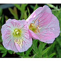 Oenothera speciosa 'Siskiyou'