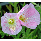 Oenothera speciosa 'Siskiyou'