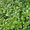 Pachysandra terminalis