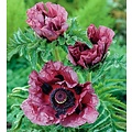 Papaver orientale 'Patty's Plum'