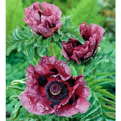 Papaver orientale 'Patty's Plum'